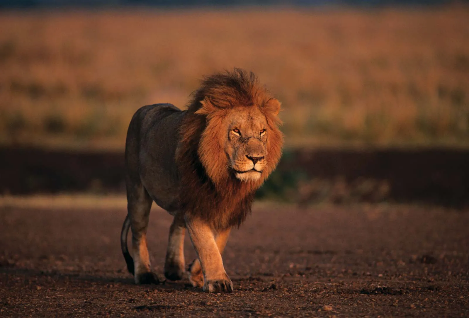 Male lion walking across open ground in golden light