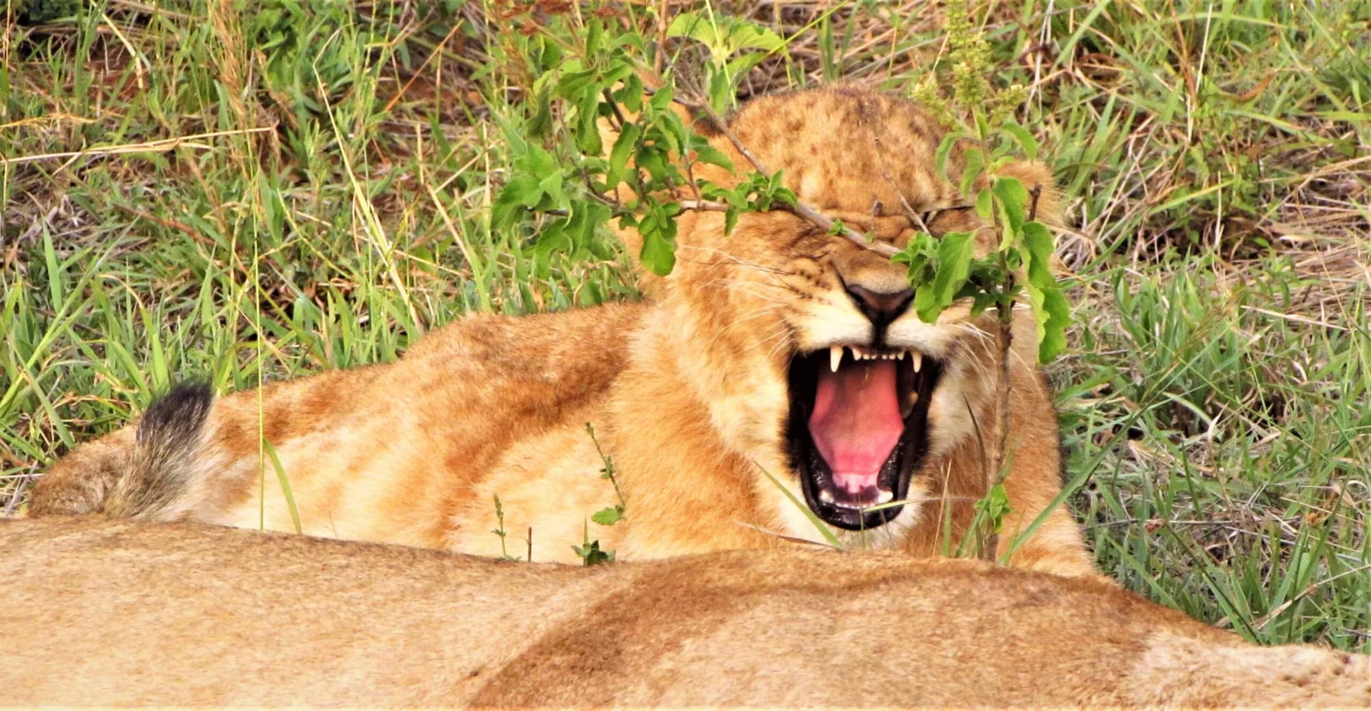 Young lion yawning in the grass