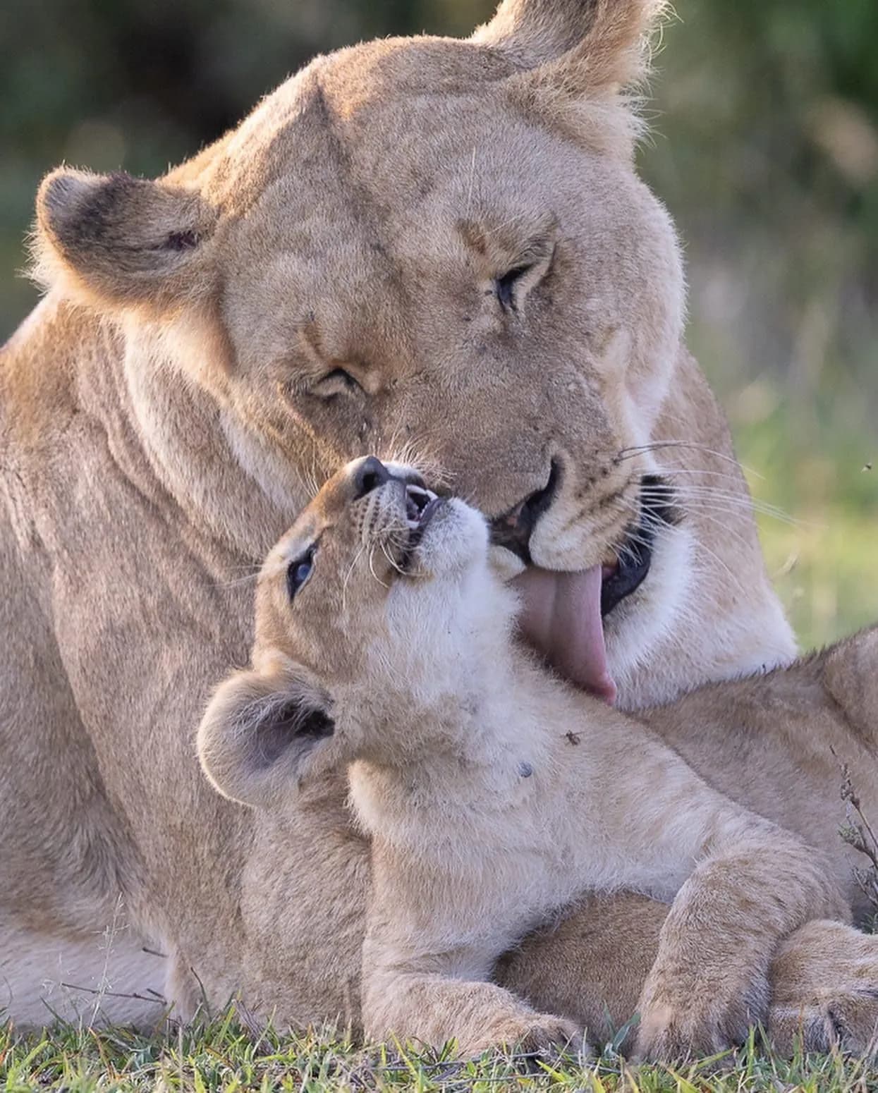 Lioness grooming her cub