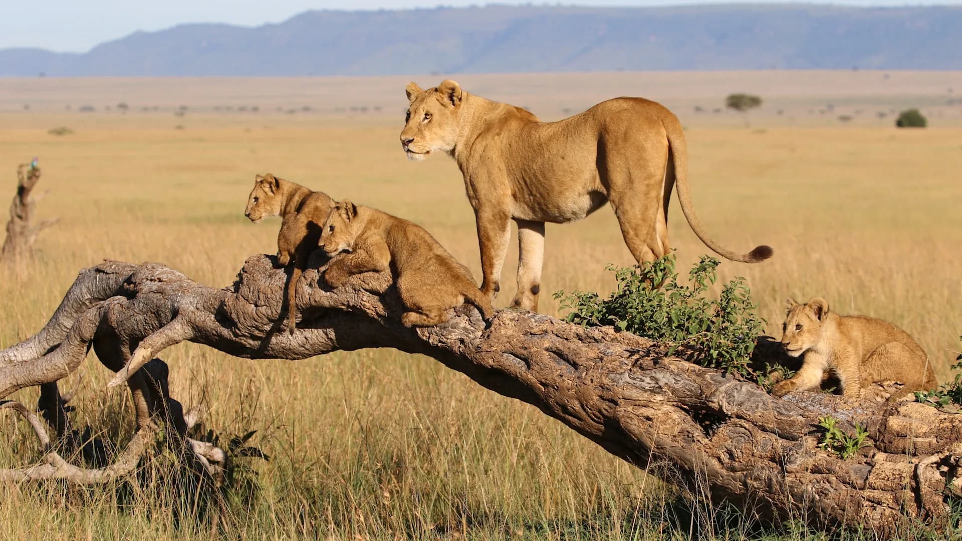 Lioness and cubs on a fallen log in golden grass