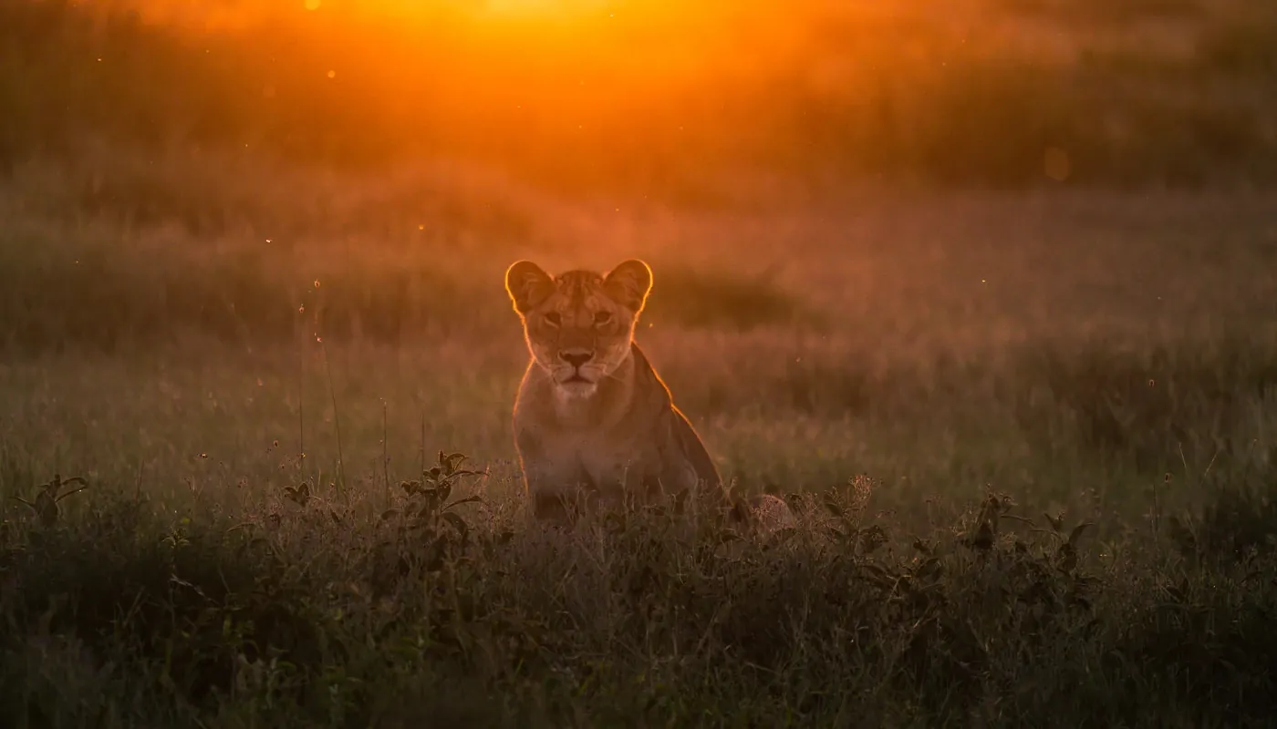 Young lion sitting in grass lit by a warm evening glow