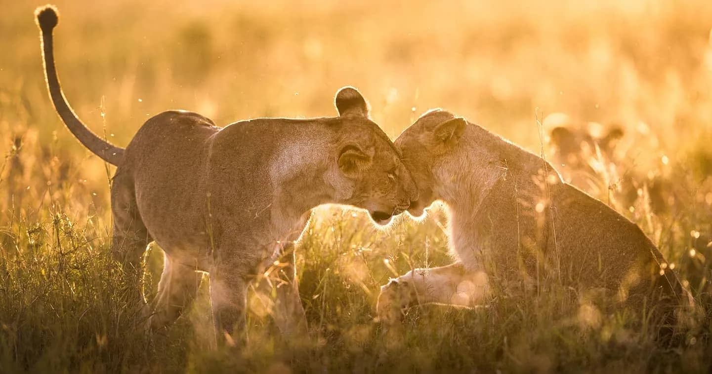 Two lionesses greeting each other in golden backlit grass