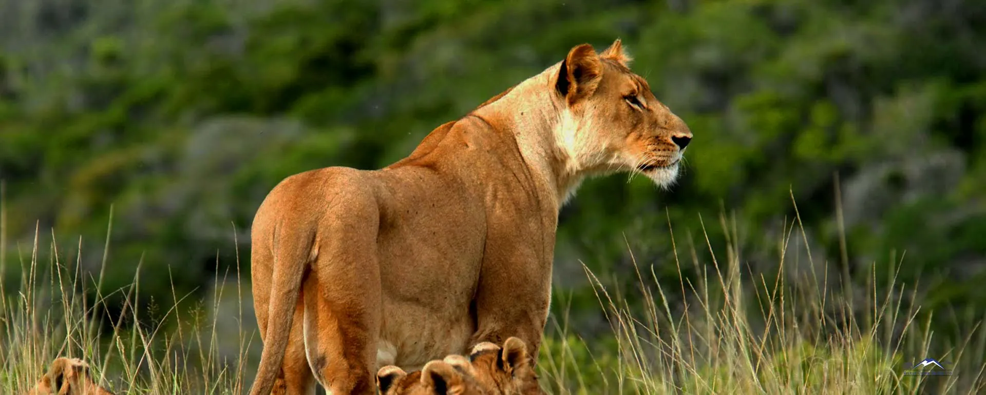 Lioness standing in tall grass with cubs at her feet