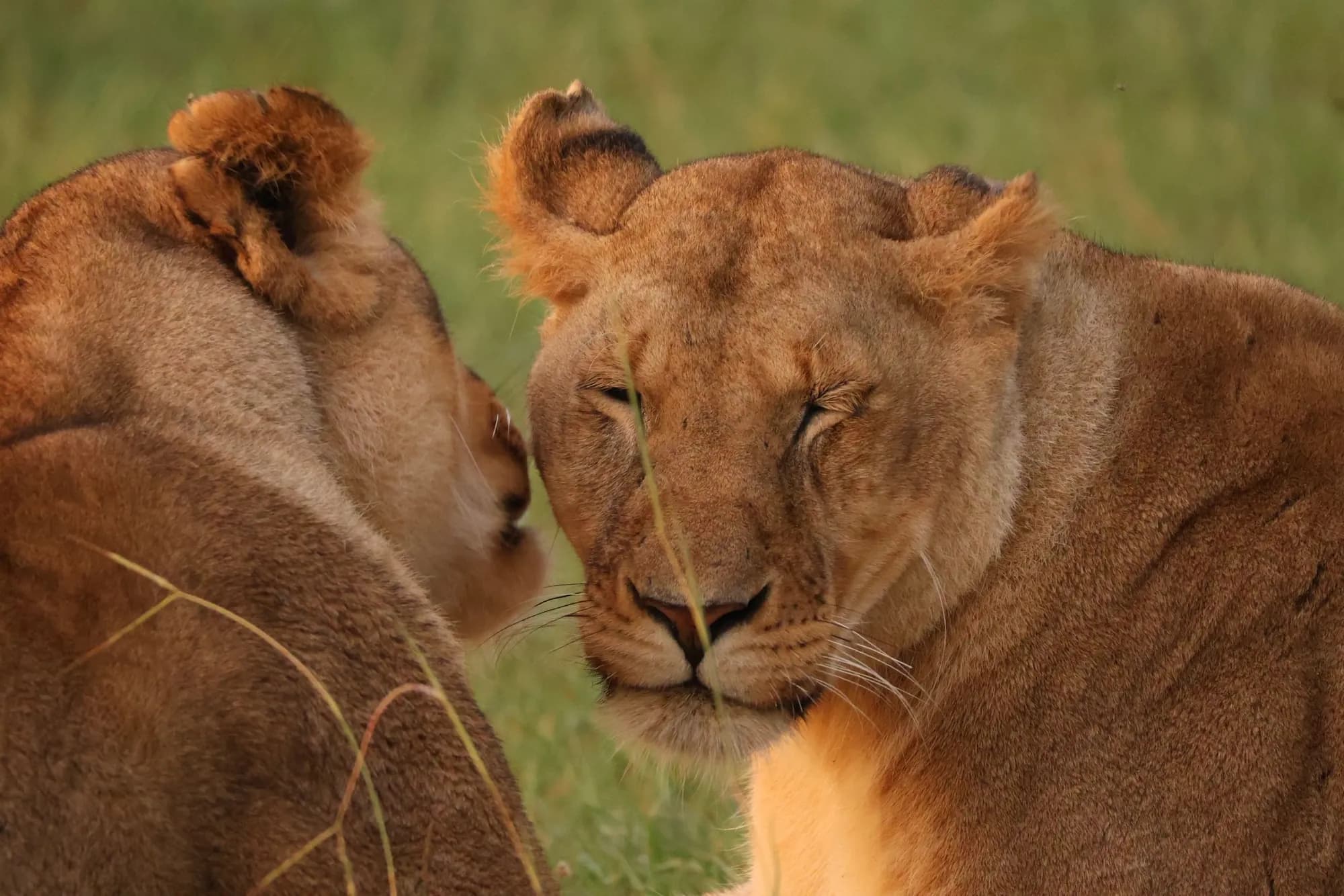 Two lionesses nuzzling each other