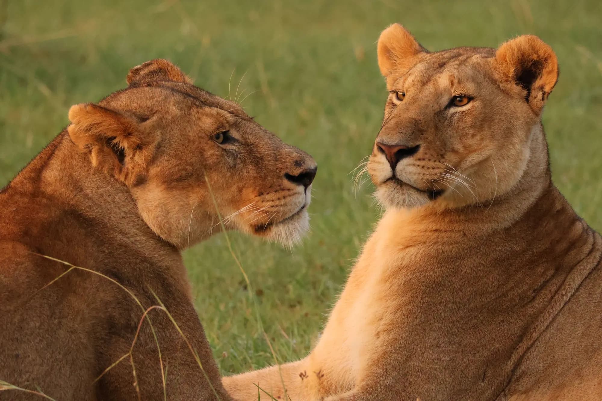 Two lionesses lying face to face in green grass