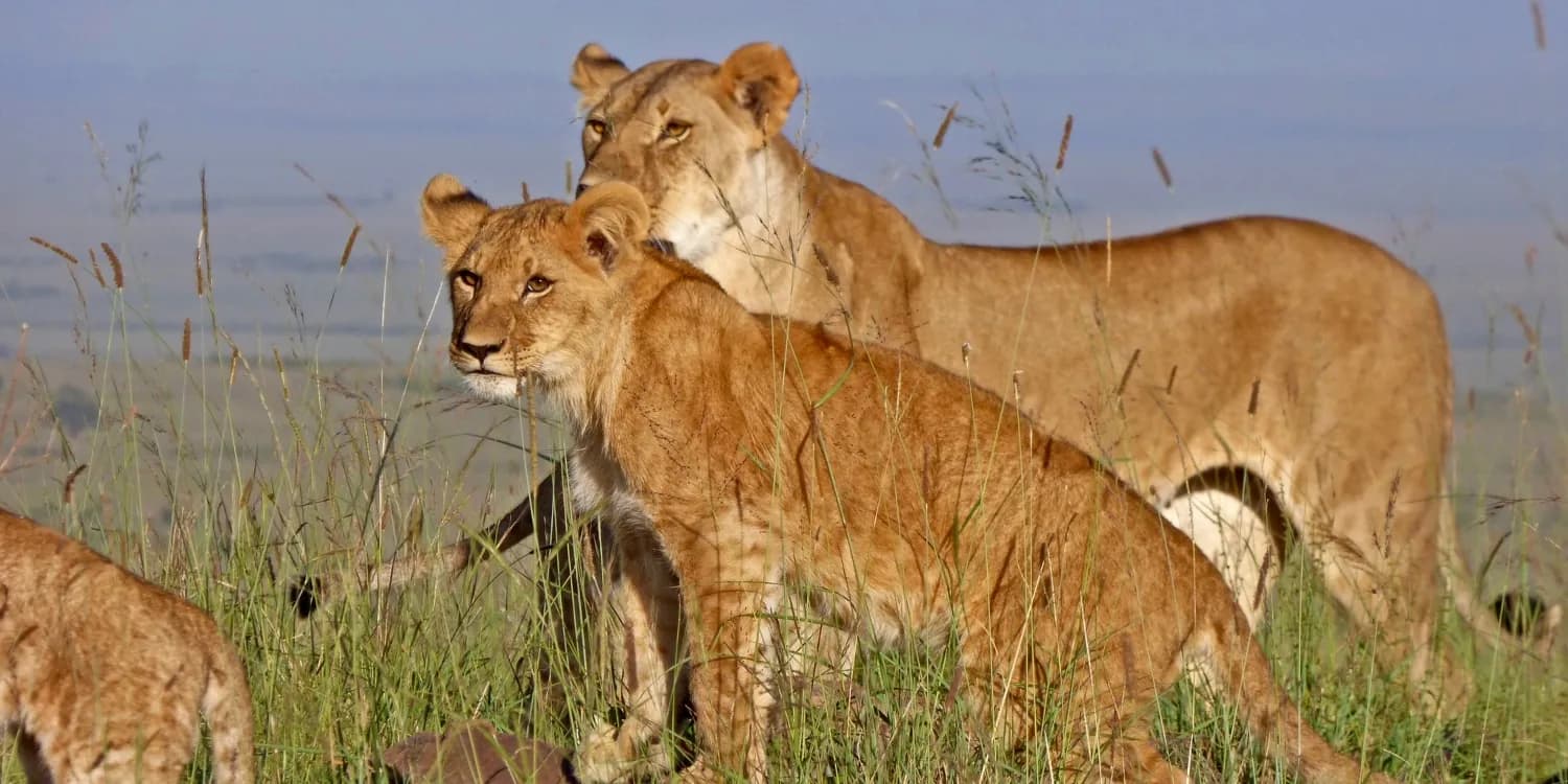 Two lionesses looking across the plains