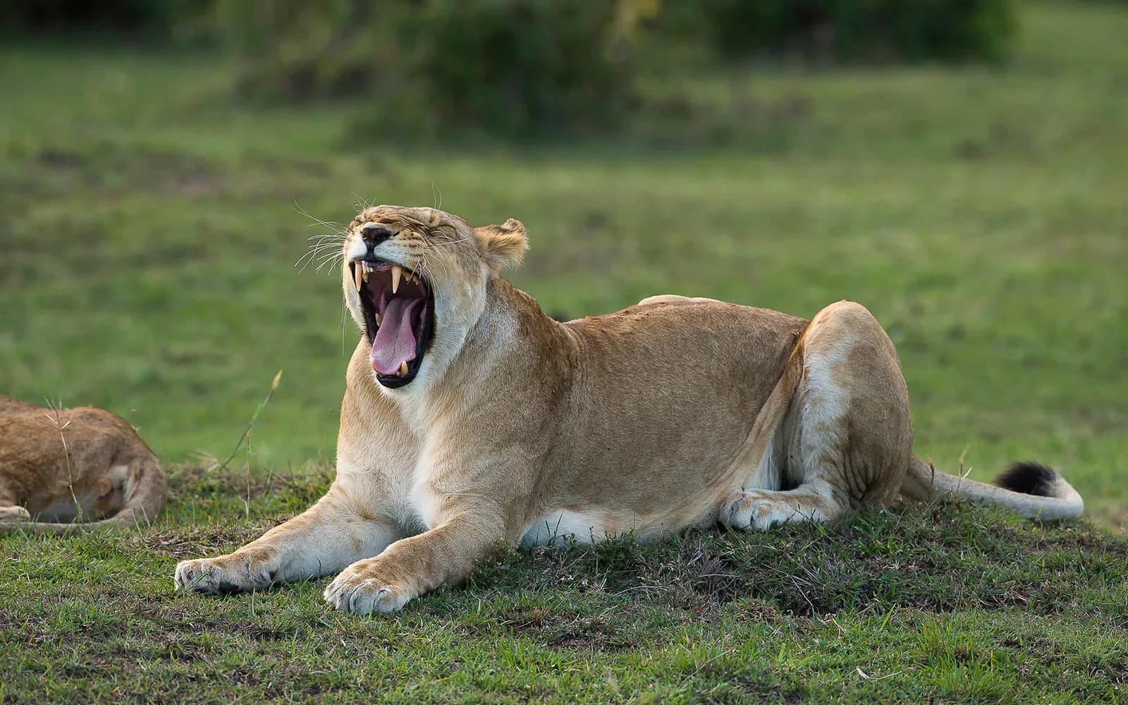 Lioness yawning while lying in green grass