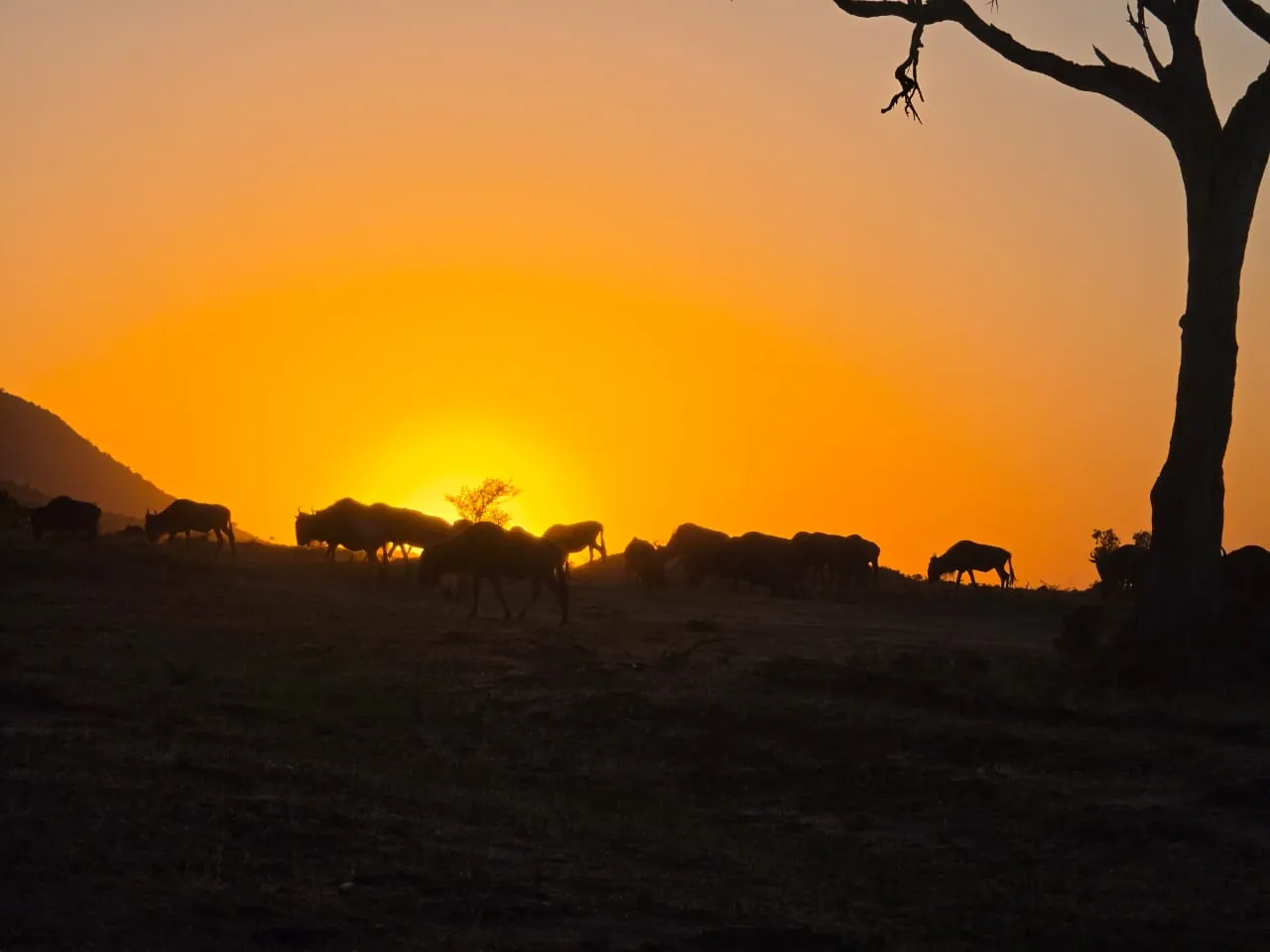 Wildebeest silhouetted on the horizon at sunset