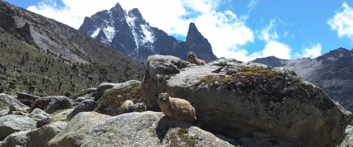 Rock hyrax on a boulder with Mount Kenya behind