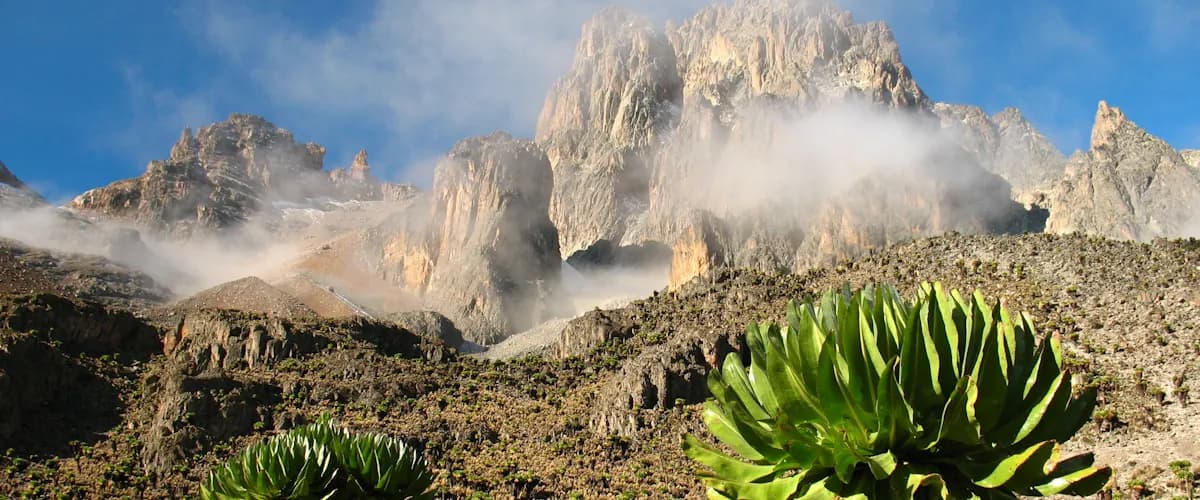 Giant lobelia plants on Mount Kenya's alpine moorland