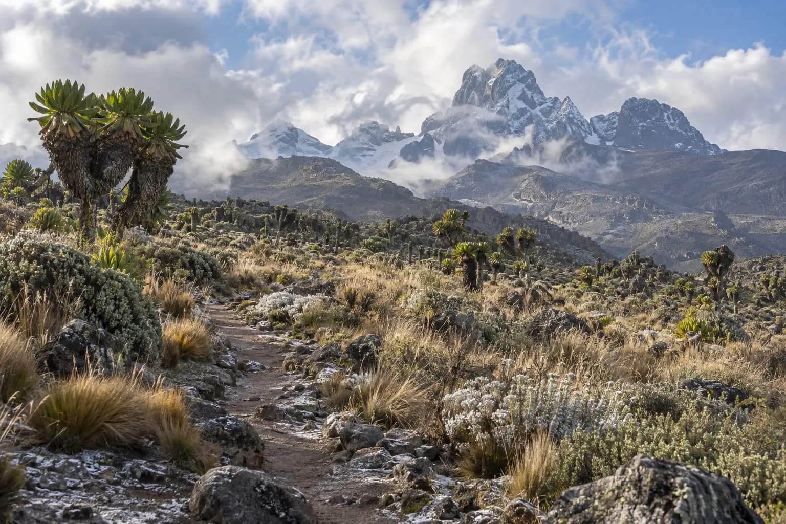 Giant groundsels along a trail through Mount Kenya's high moorland