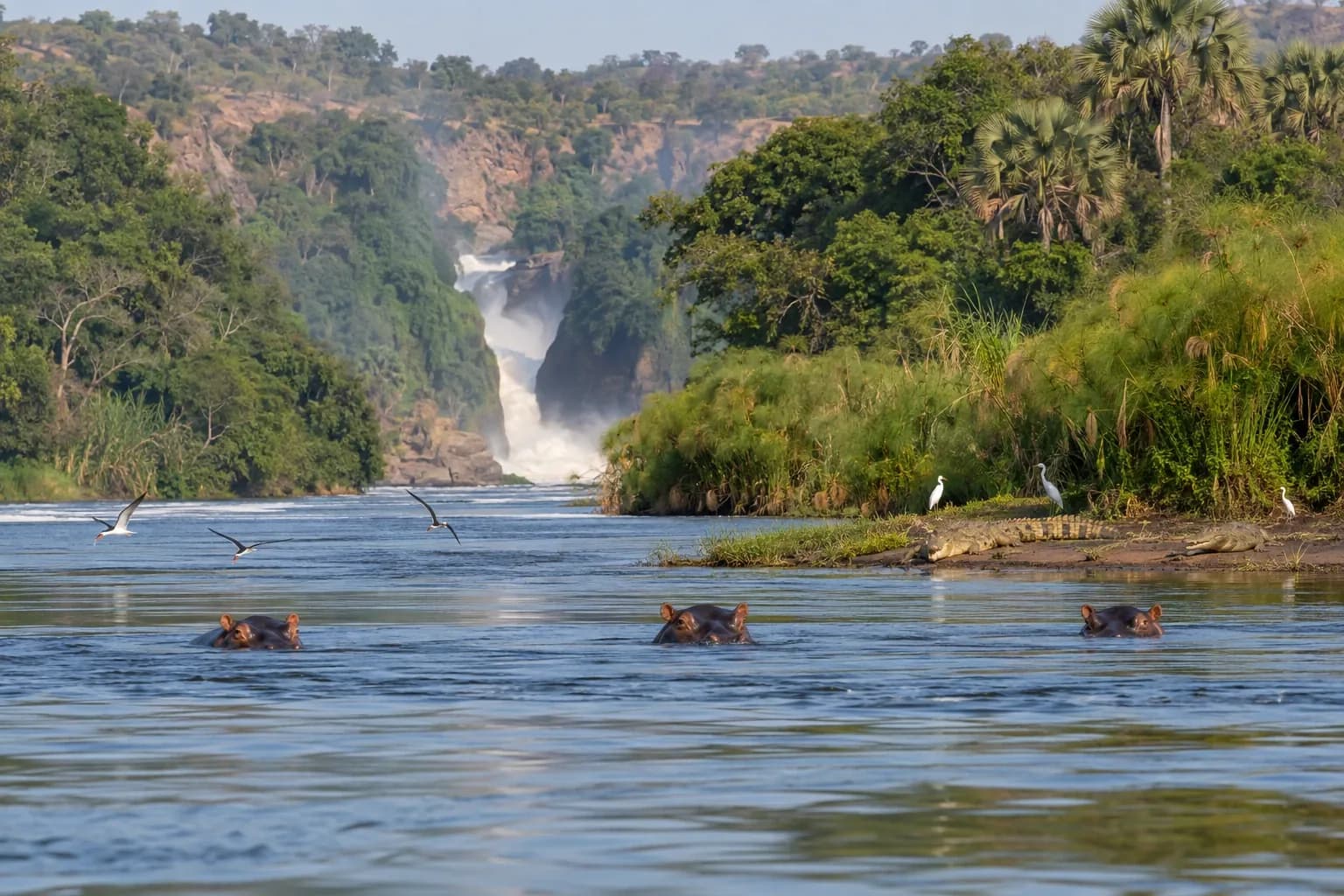 Hippos and crocodiles on the Victoria Nile approach to Murchison Falls