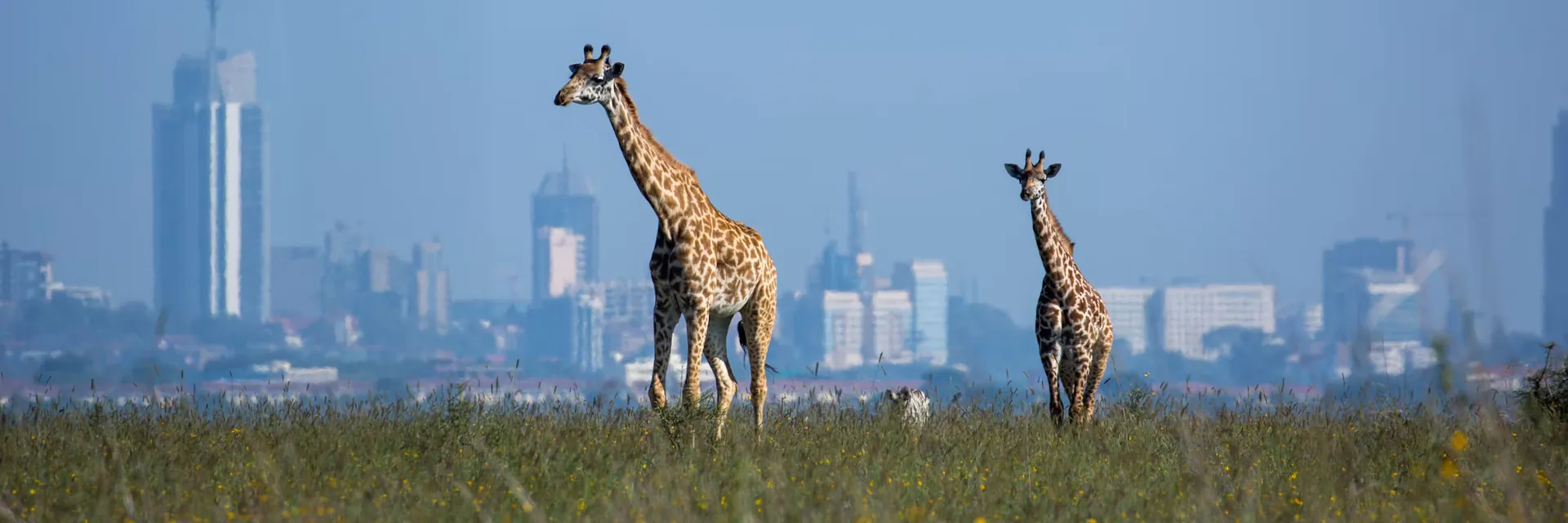 Two giraffes in grassland with Nairobi's skyline beyond