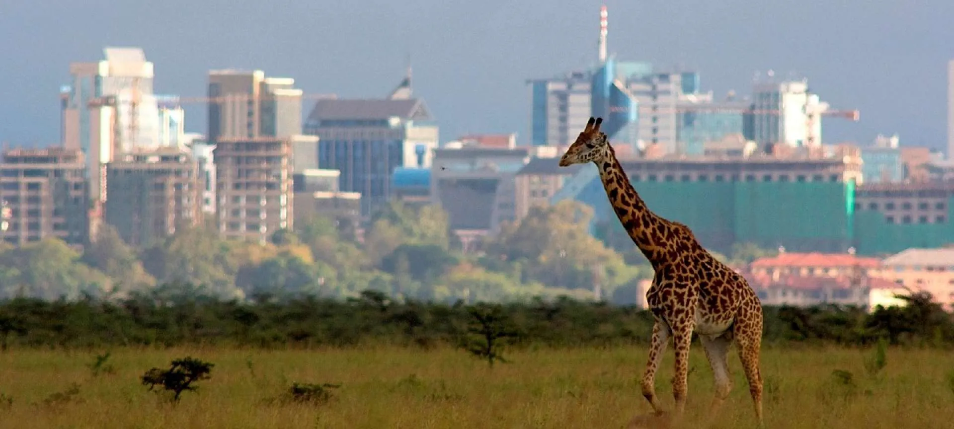 Giraffe in Nairobi National Park with city towers on the horizon