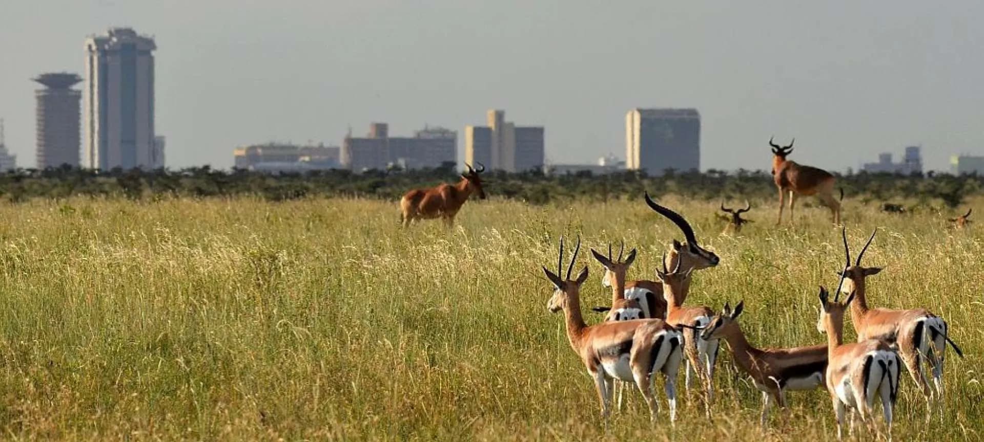 Impala grazing in Nairobi National Park below the city skyline