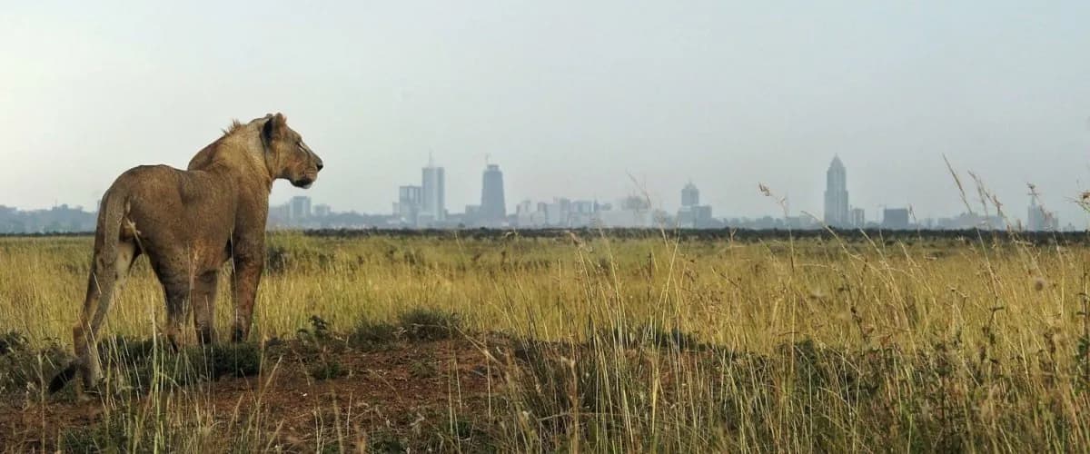 Lioness standing in grass with Nairobi city buildings in the distance