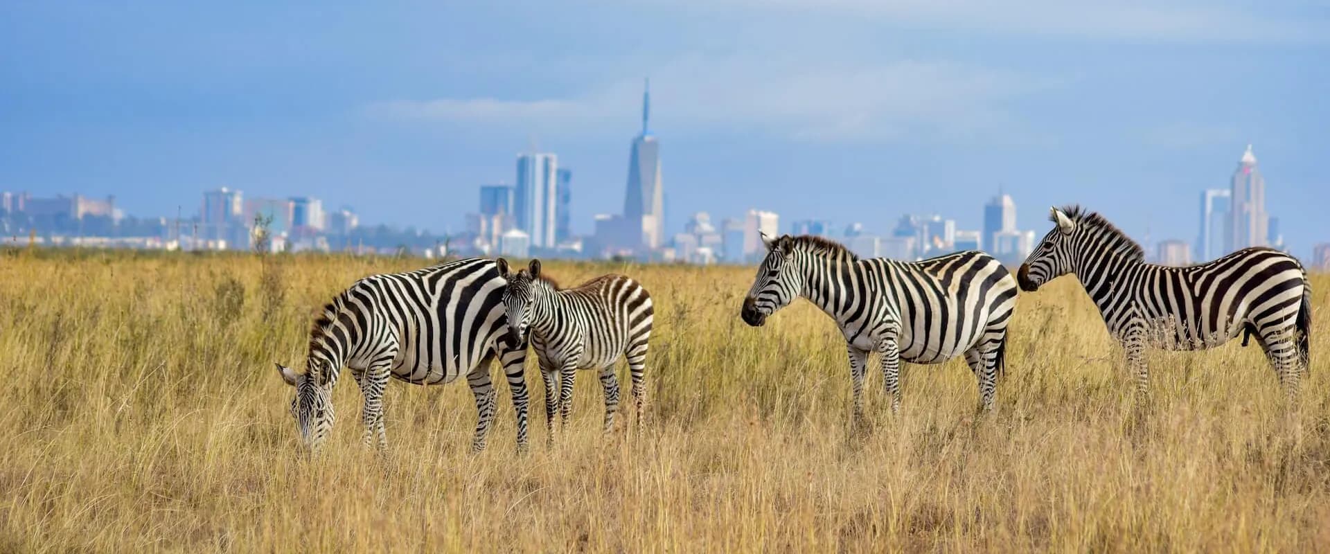 Zebras grazing in Nairobi National Park with the city skyline behind