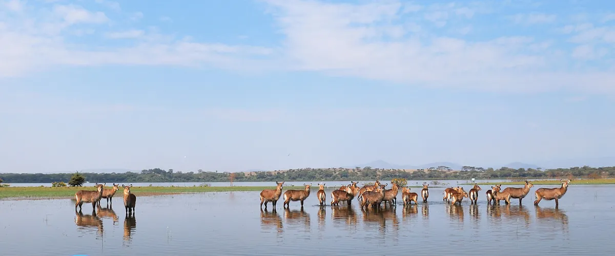 Antelope herd wading along a lakeshore
