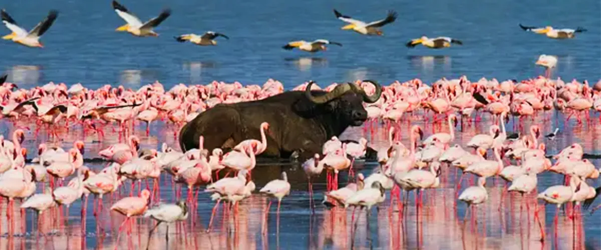 Buffalo standing in the shallows among flamingos