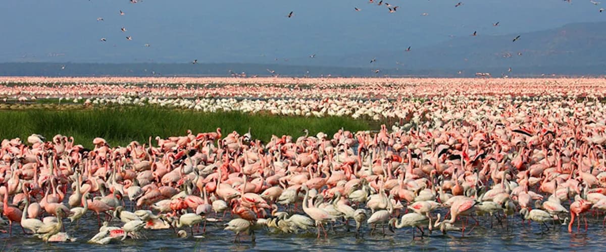 Flamingos crowding the shallows of Lake Nakuru