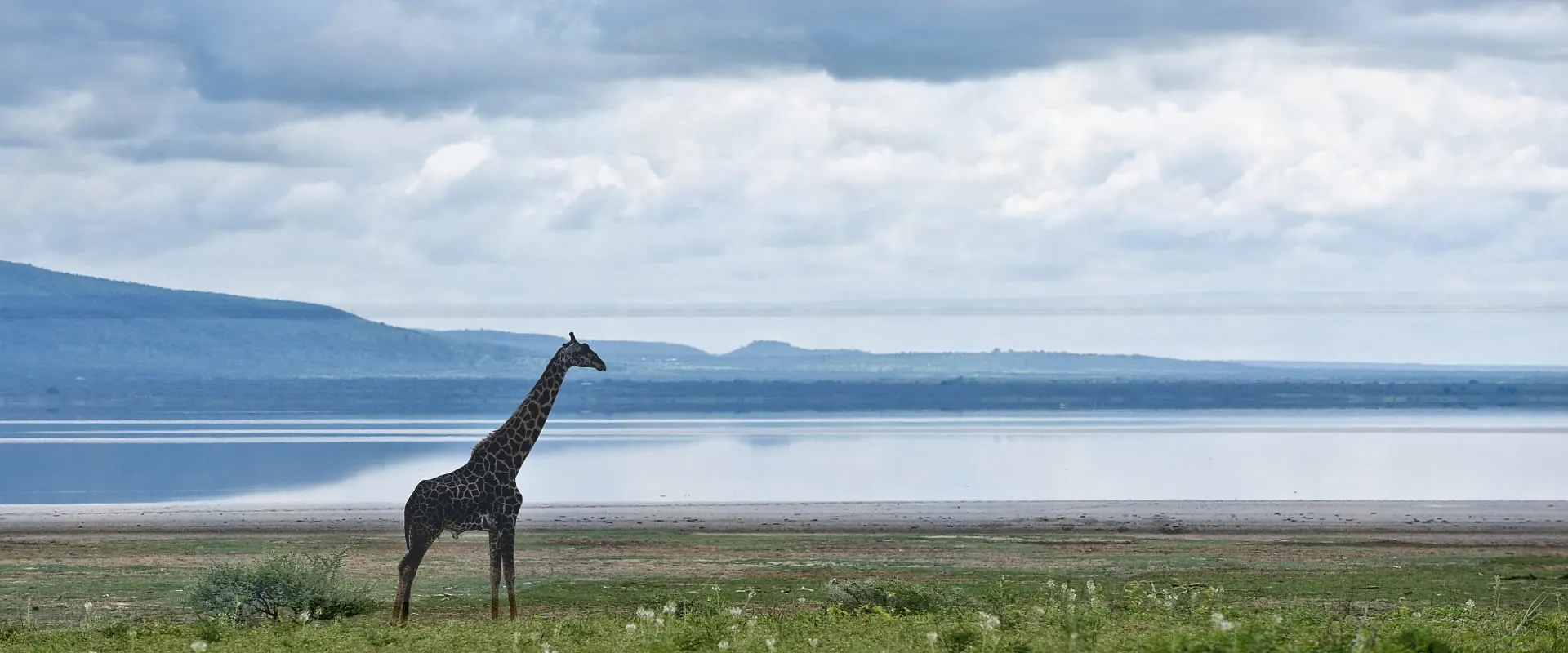 Giraffe on the shore of Lake Nakuru