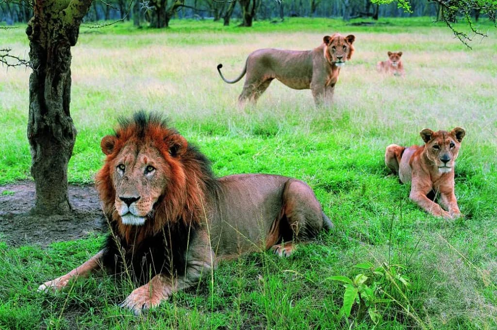 Male lion and lionesses resting on green grass among trees