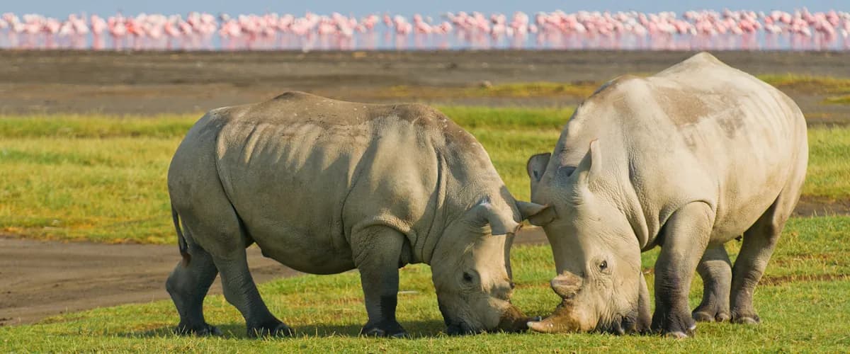 Two white rhinos grazing with a pink line of flamingos behind
