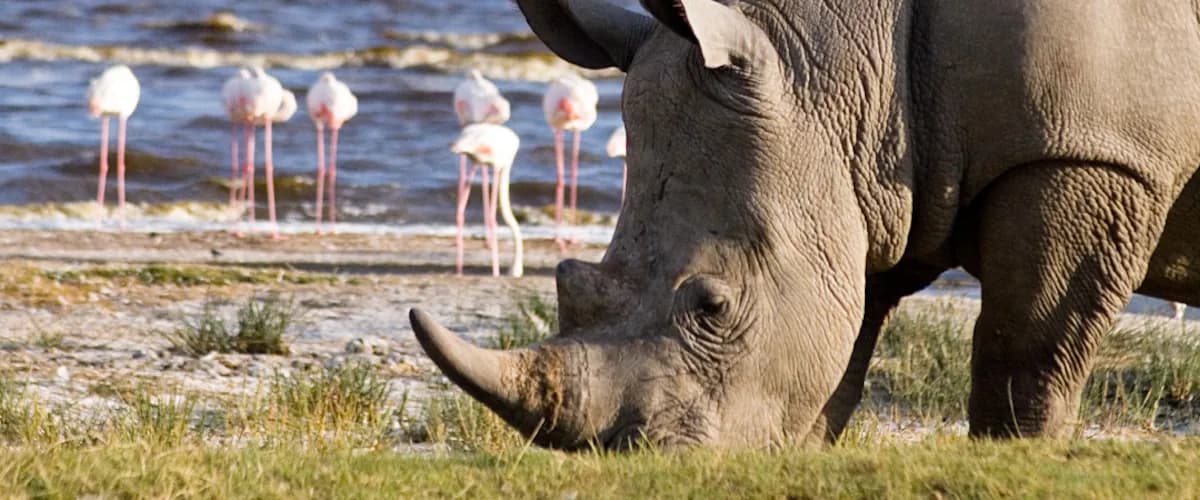 Rhino grazing near the lakeshore with flamingos in the background