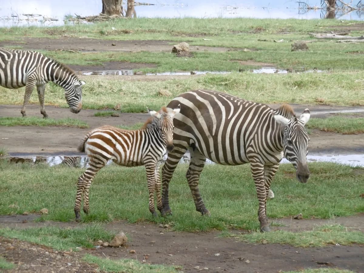 Zebras grazing on the shore of Lake Nakuru