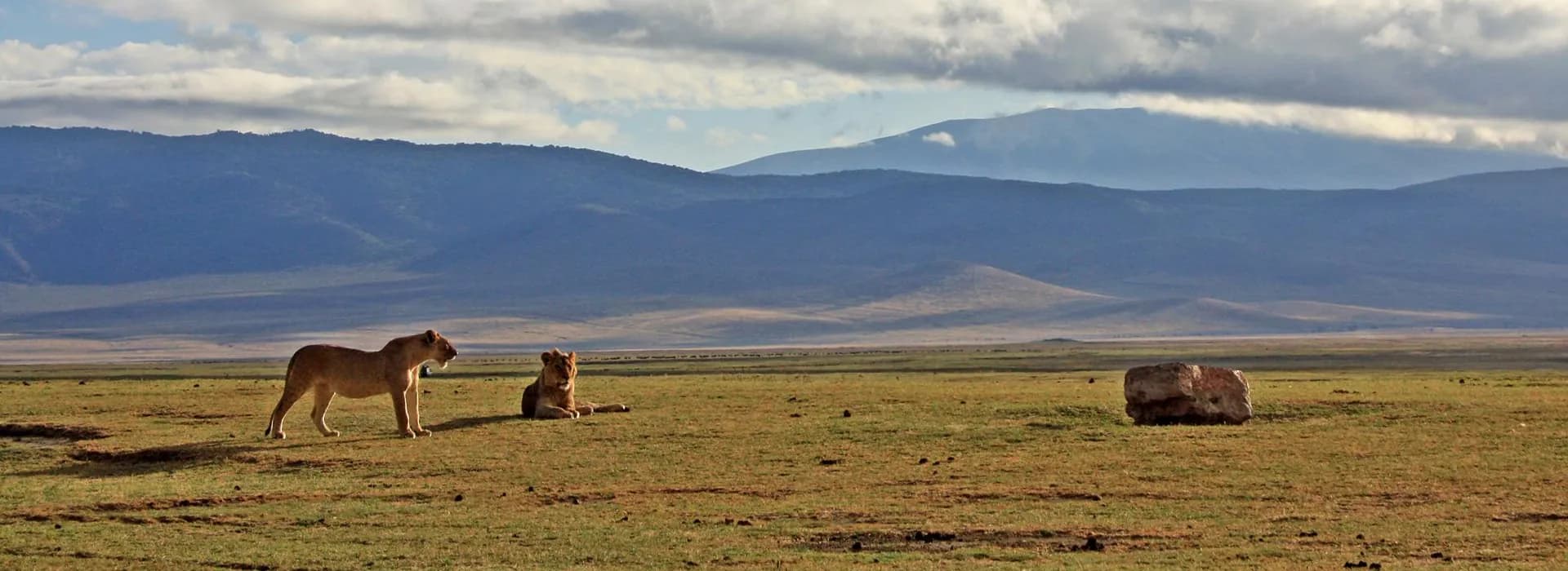 Lions on a wide grassy crater floor beneath the crater walls