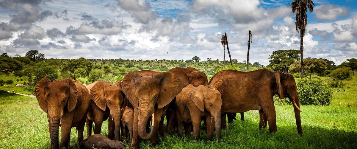 Elephants among palm trees on green savannah
