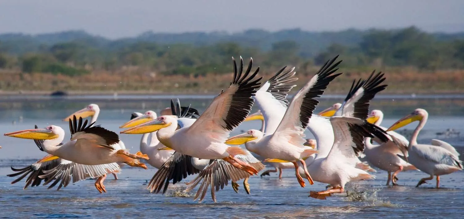 Pelicans taking off from the water