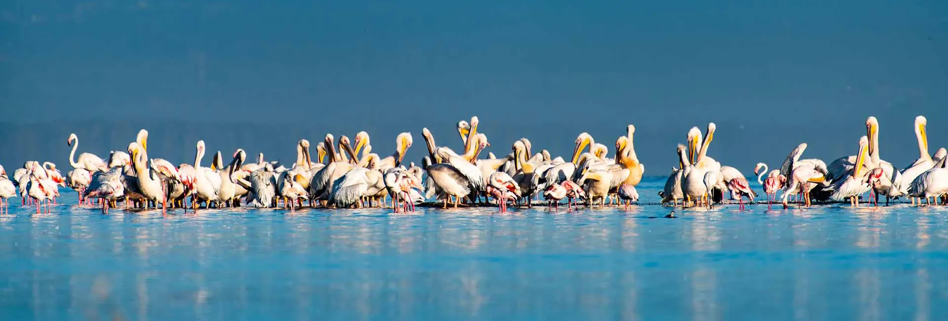 Pelicans resting along a lakeshore