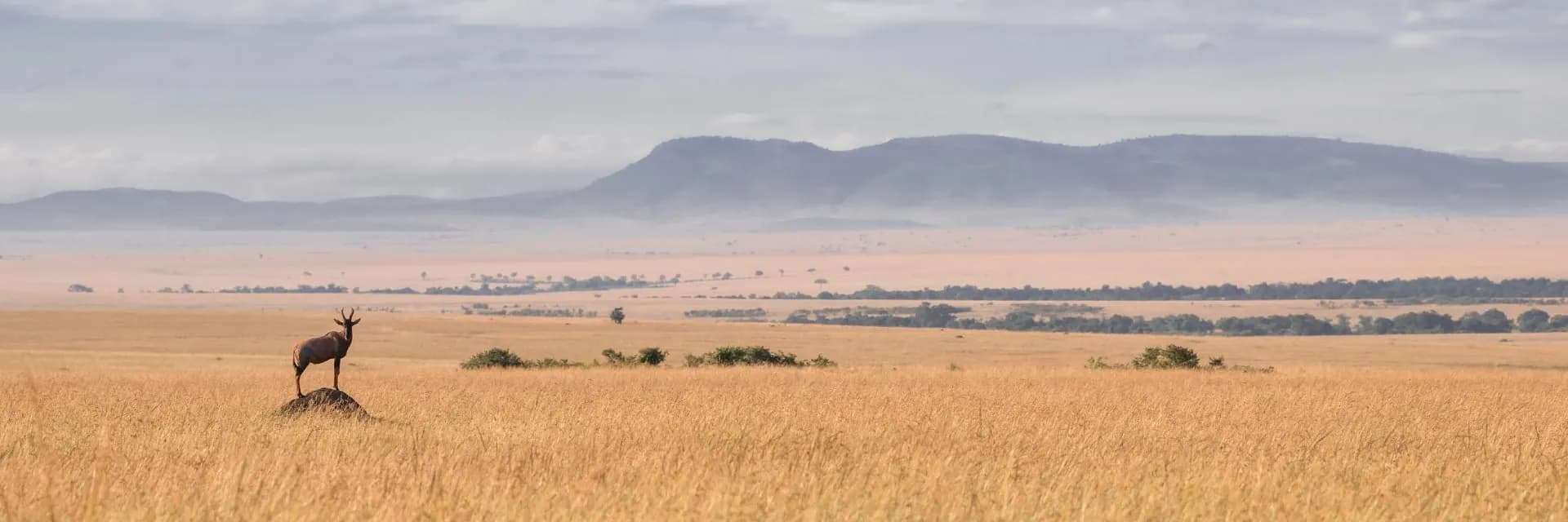 Topi standing on golden plains beneath distant hills
