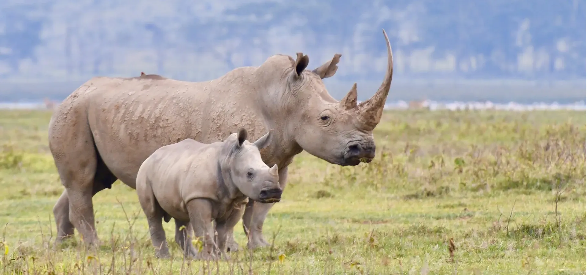 White rhino mother and calf grazing