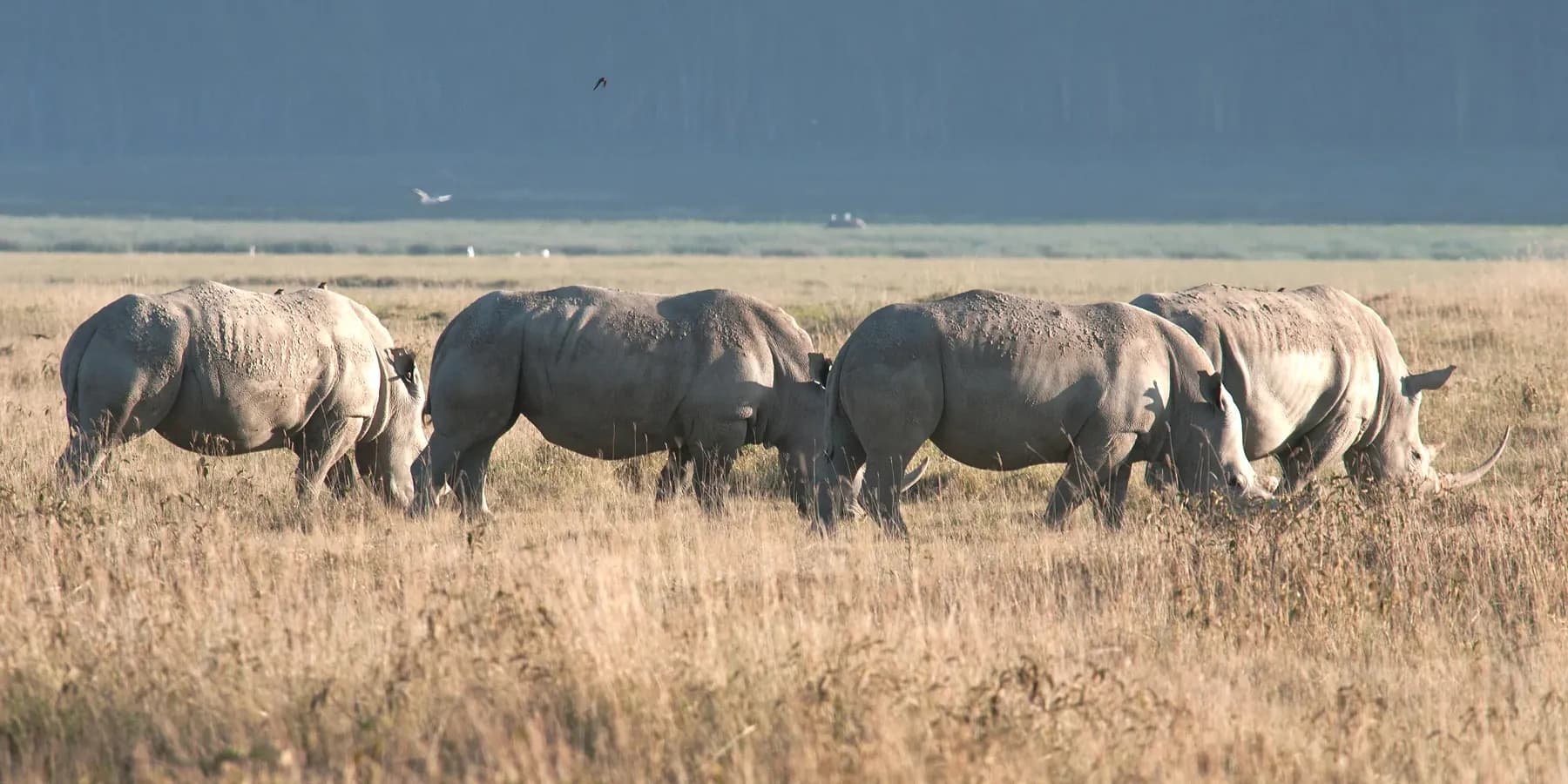 Group of white rhinos grazing on open grass