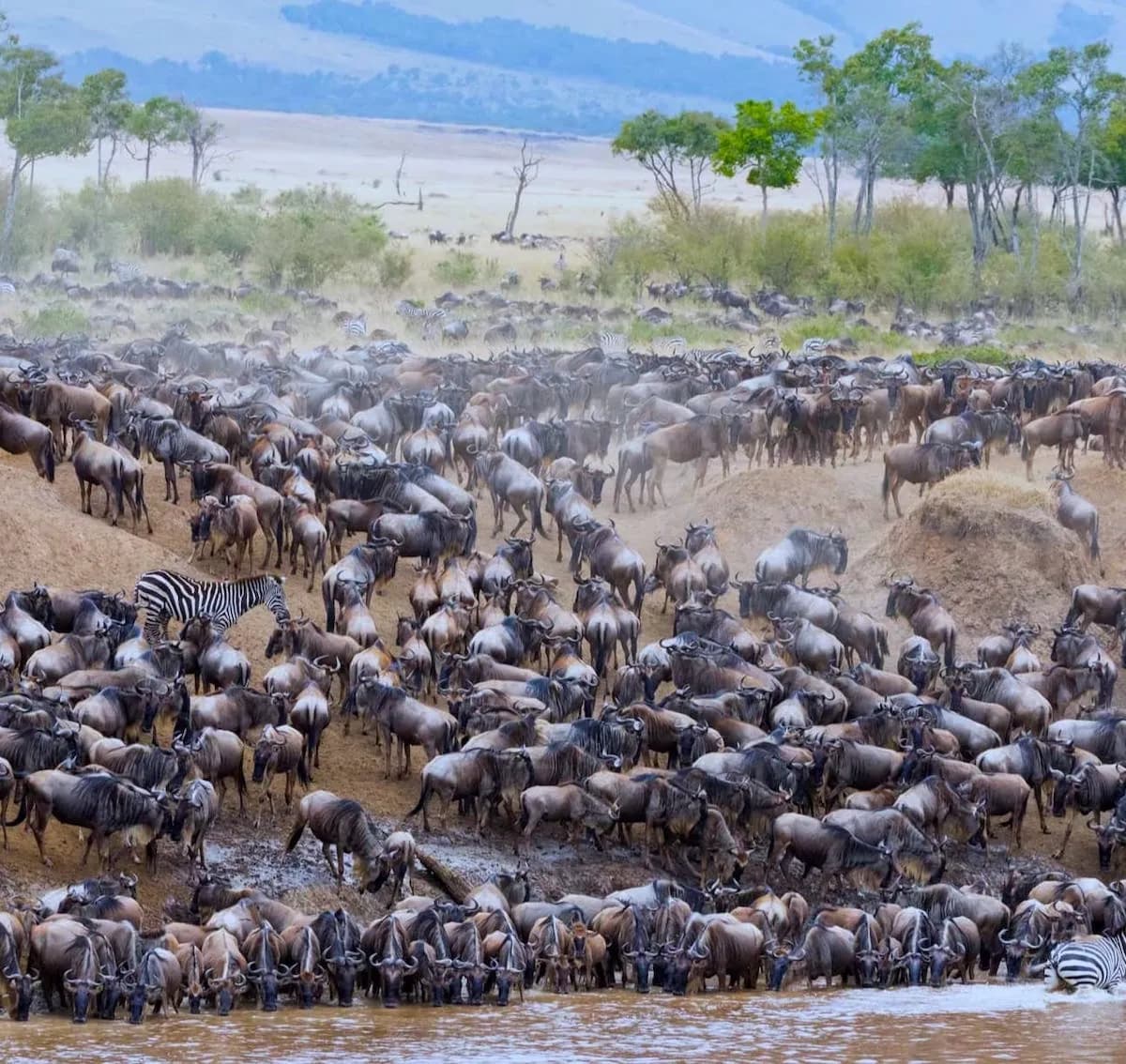 Dense herd of wildebeest descending to a river