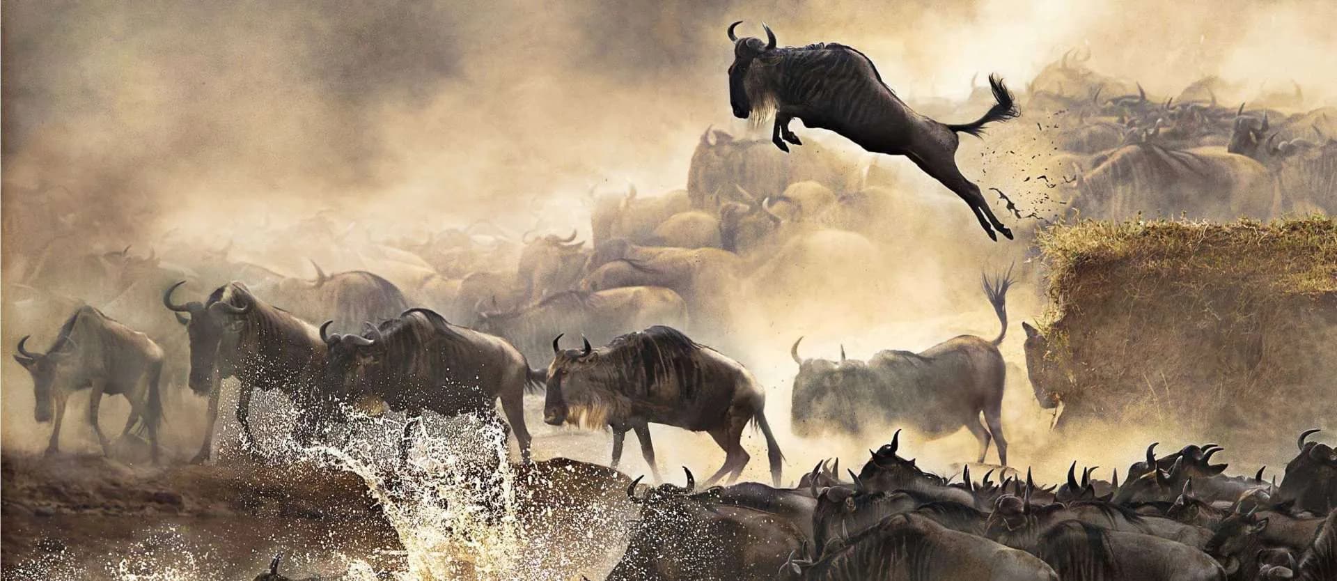 Wildebeest leaping down a riverbank into the water