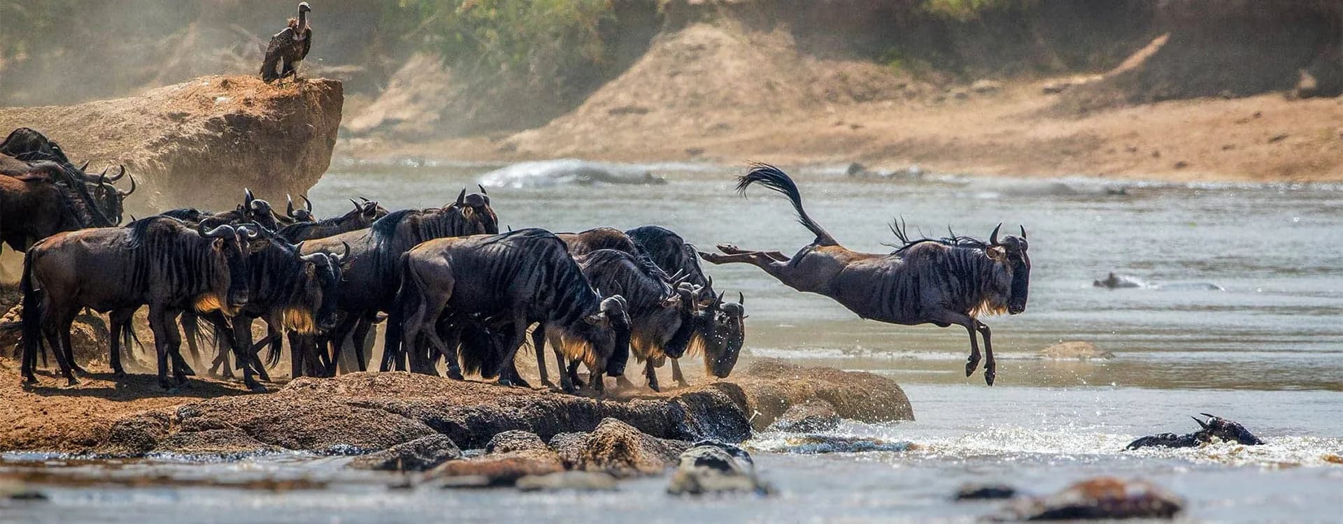 Wildebeest leaping from rocks into a river