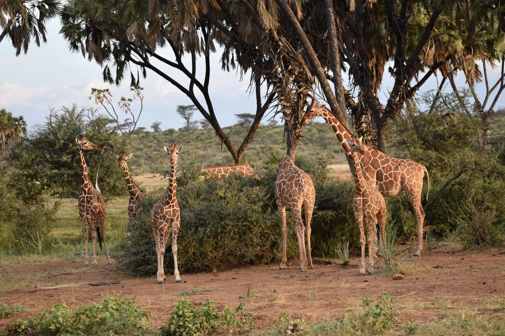 Group of reticulated giraffes beneath acacia trees
