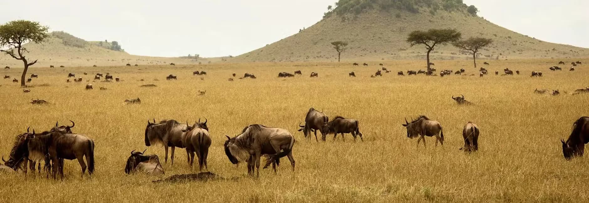 Wildebeest scattered across plains with a rocky kopje behind