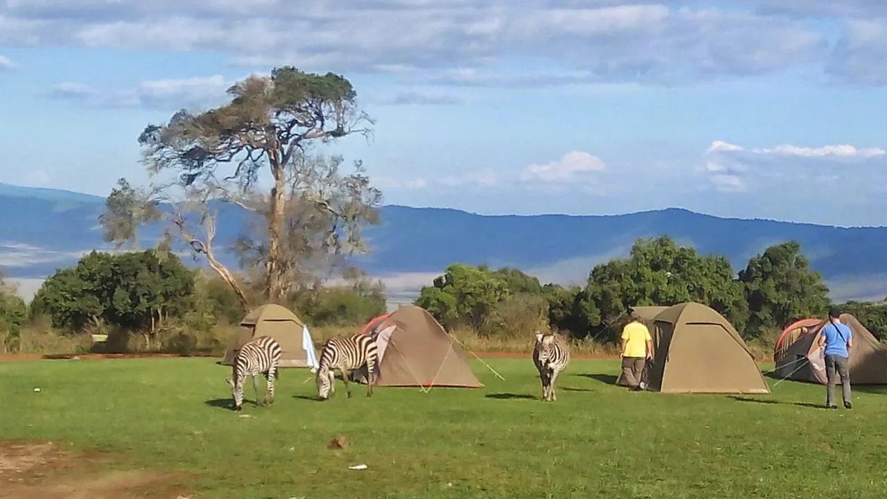 Zebras grazing among tents at Simba Campsite on the Ngorongoro crater rim