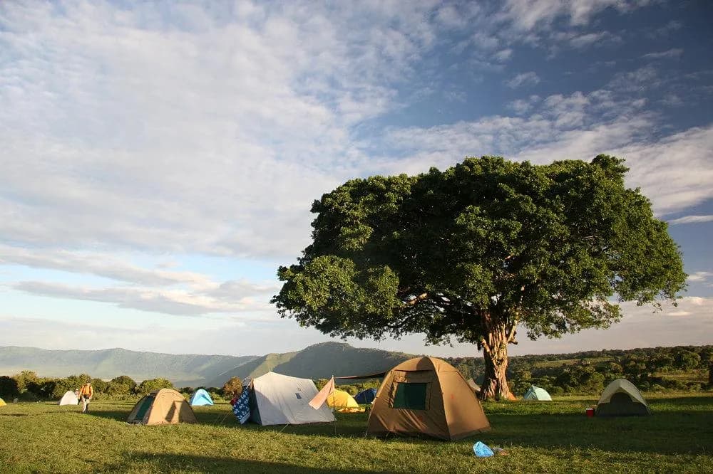 Tents beneath a broad shade tree at Simba Campsite, Ngorongoro