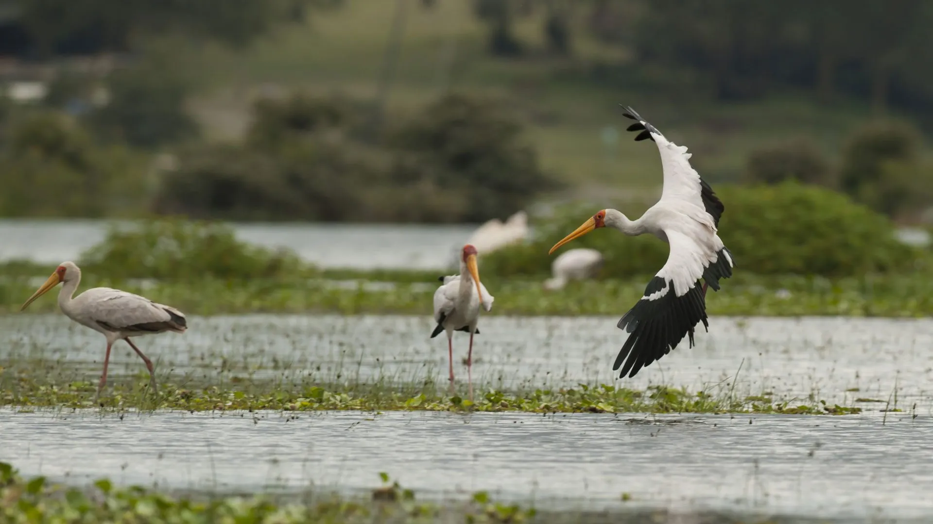 Storks and waterbirds feeding at the edge of a lake