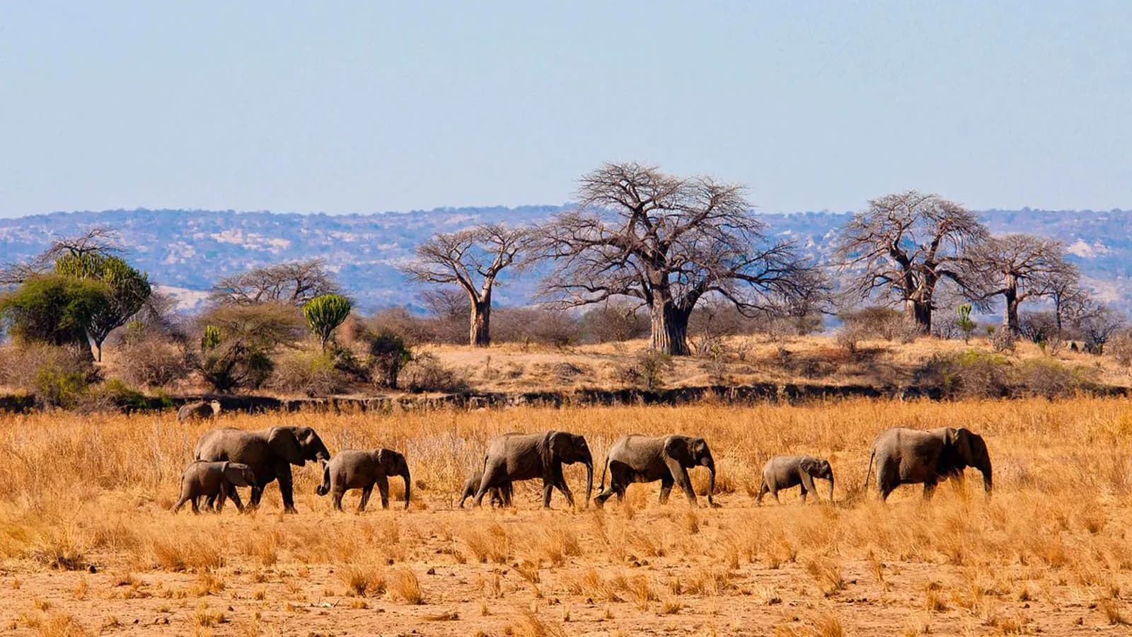 Elephants walking beneath tall baobab trees in dry savannah