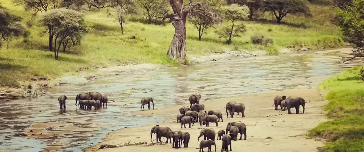 Elephants walking along a sandy riverbed lined with trees