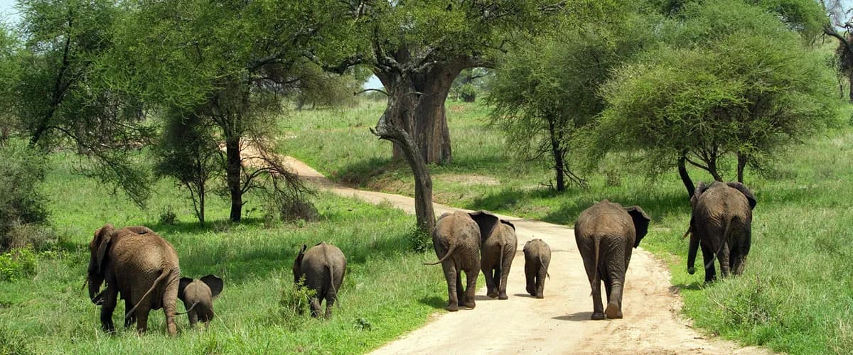 Elephant family walking down a woodland track