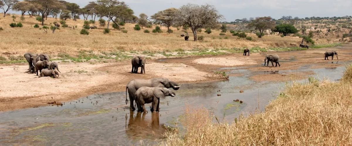 Elephants drinking along a shallow river in dry bush country