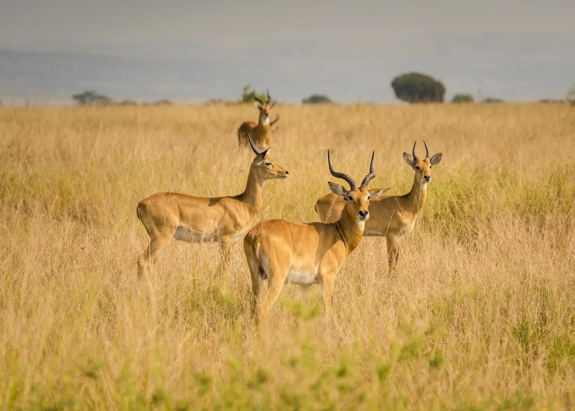 Uganda kob antelope standing in golden grassland