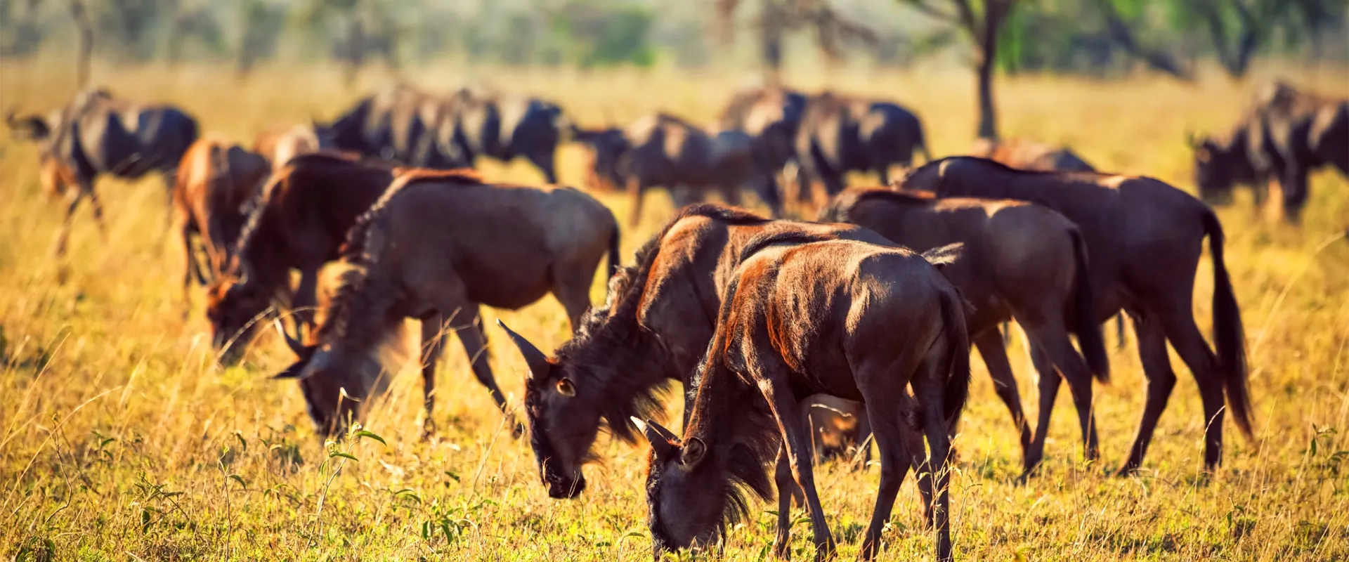 Wildebeest herd grazing in golden light